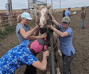 equine exam