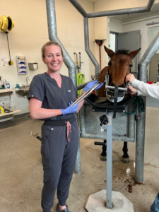 Veterinarian using dental equipment to treat a horse in a stall