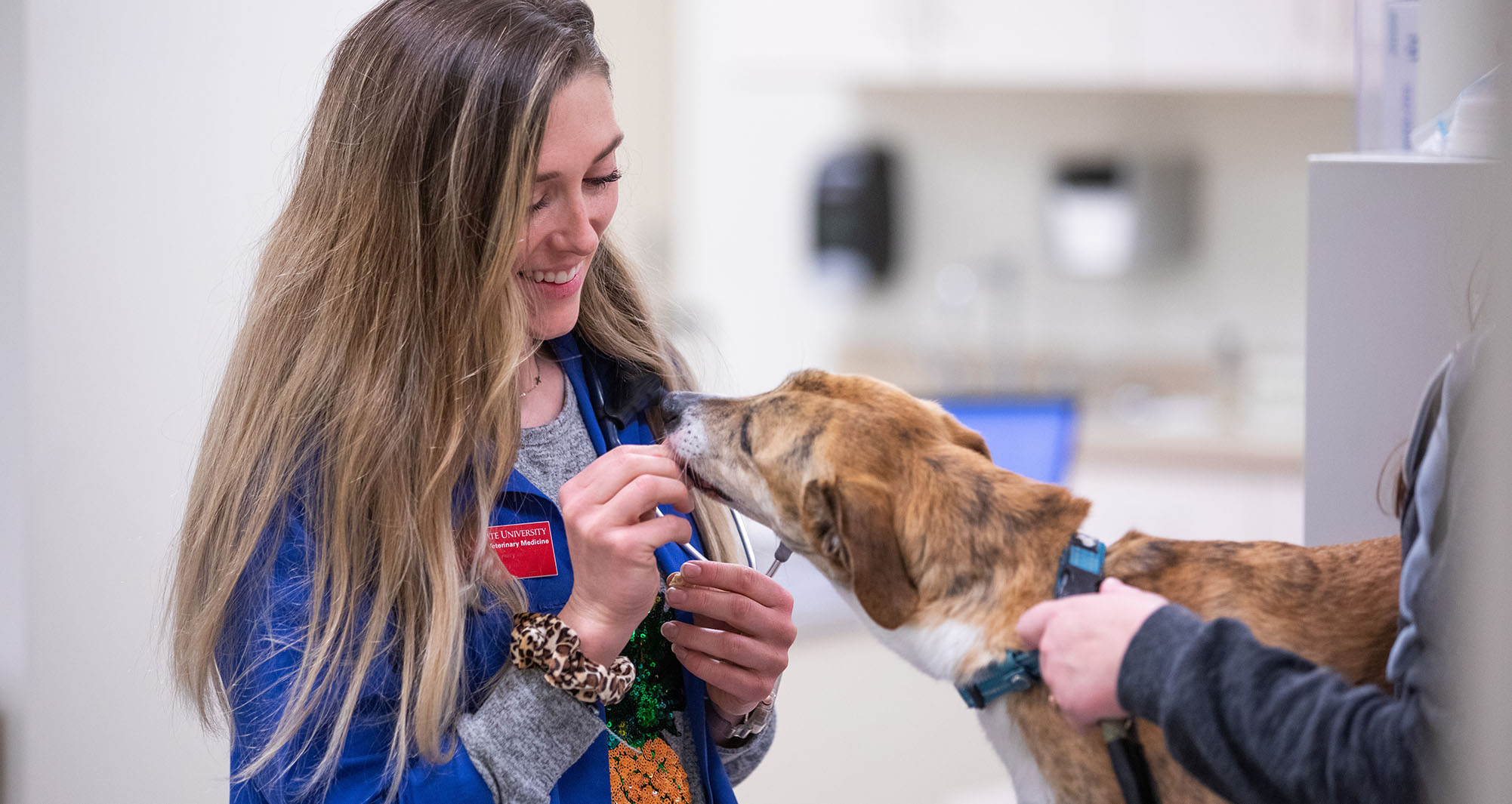 Veterinary student examining dog