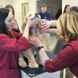 students examining dog