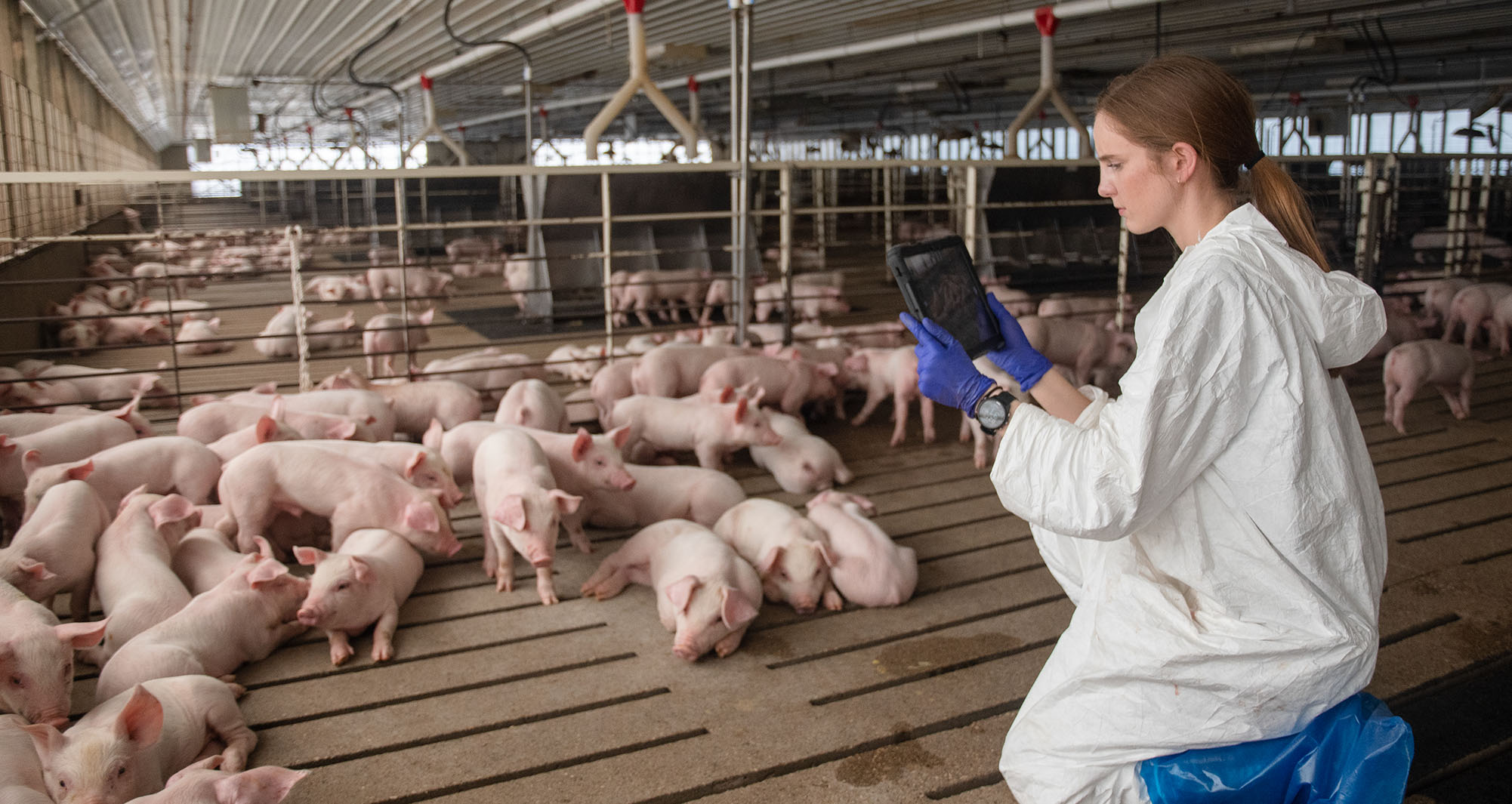 SMEC-student evaluating piglets