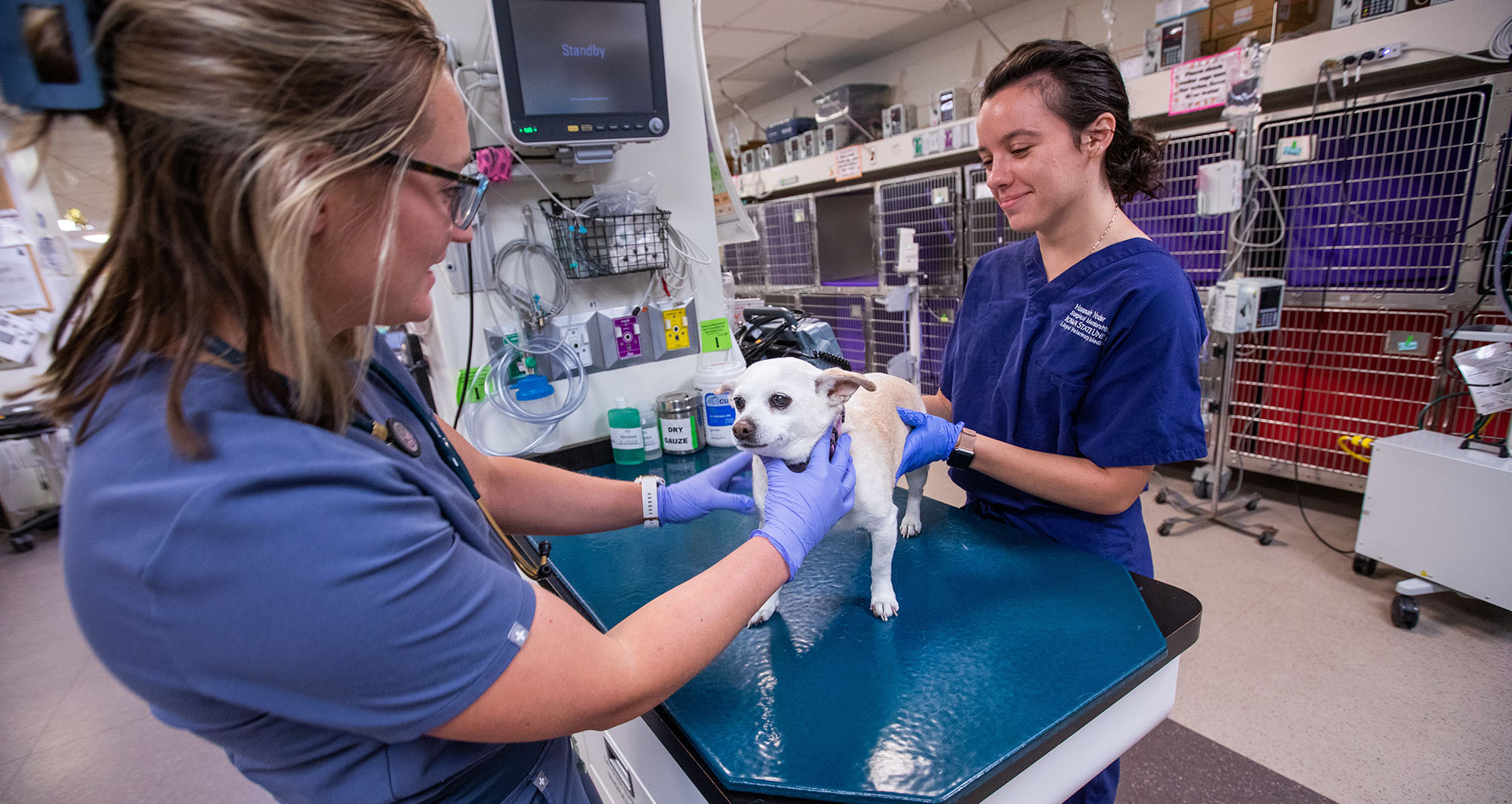 Veterinary student and resident examining dog in ER