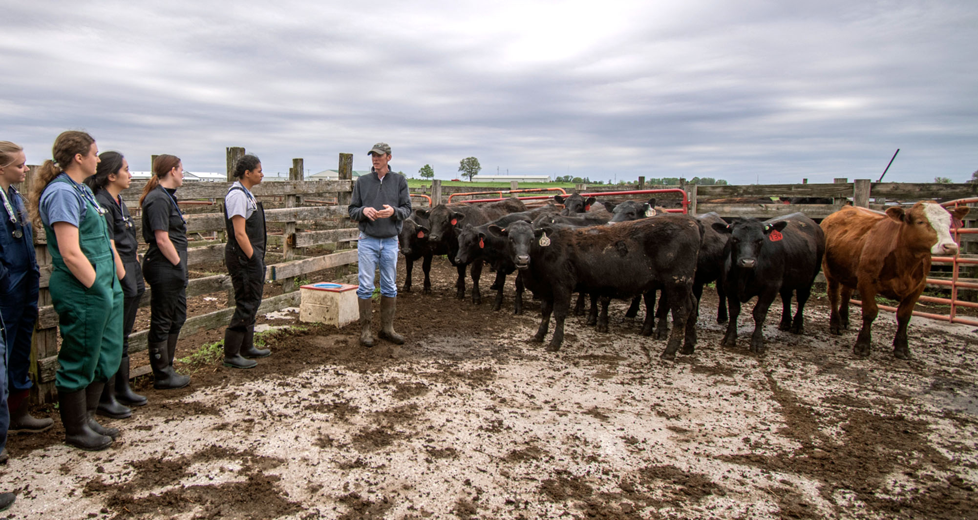 veterinary students in farm field with cattle