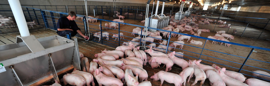 Swine on a farm