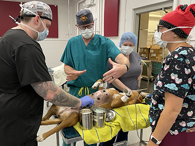 veterinary students preparing dog for surgery