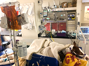 Foal in ICU