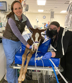 Foal in ICU with care team