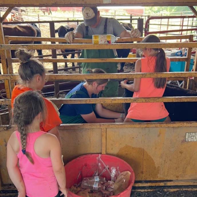 Callie Henrich examining cow