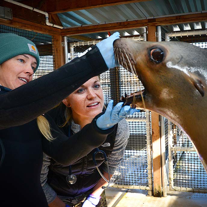 Dr. Abby McClain inspecting sea lion