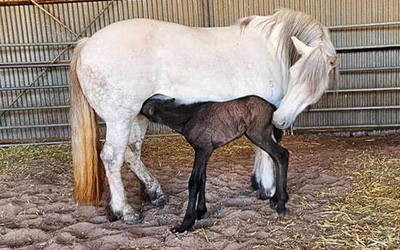 Archer with a foal