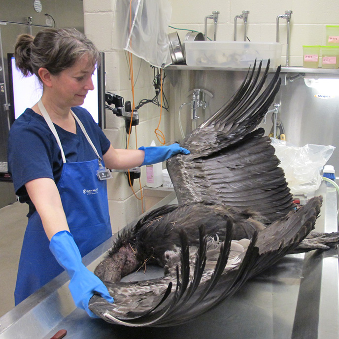 Dr. Rebecca Kagan examining bird