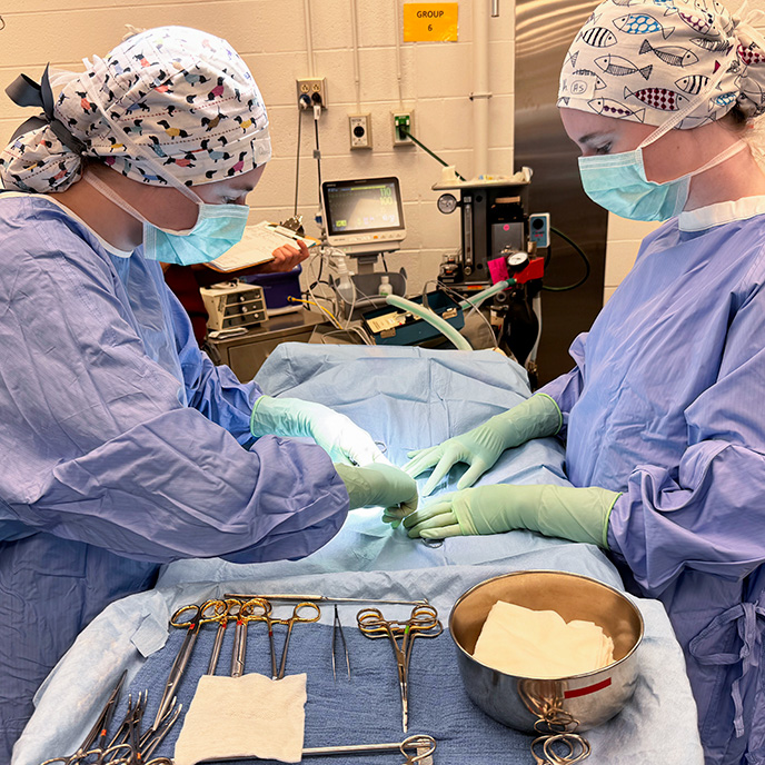 Veterinary students performing surgery on 5,000 patient in Community Outreach