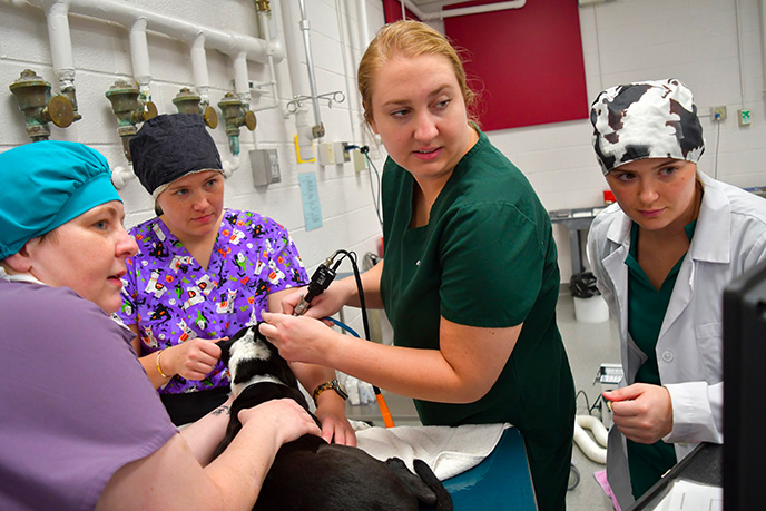 Veterinary students examining a dog's ears with video otoscope.