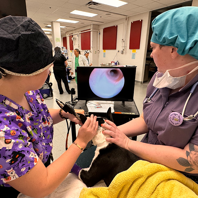 Veterinary students examining dog's ear with video otoscope.