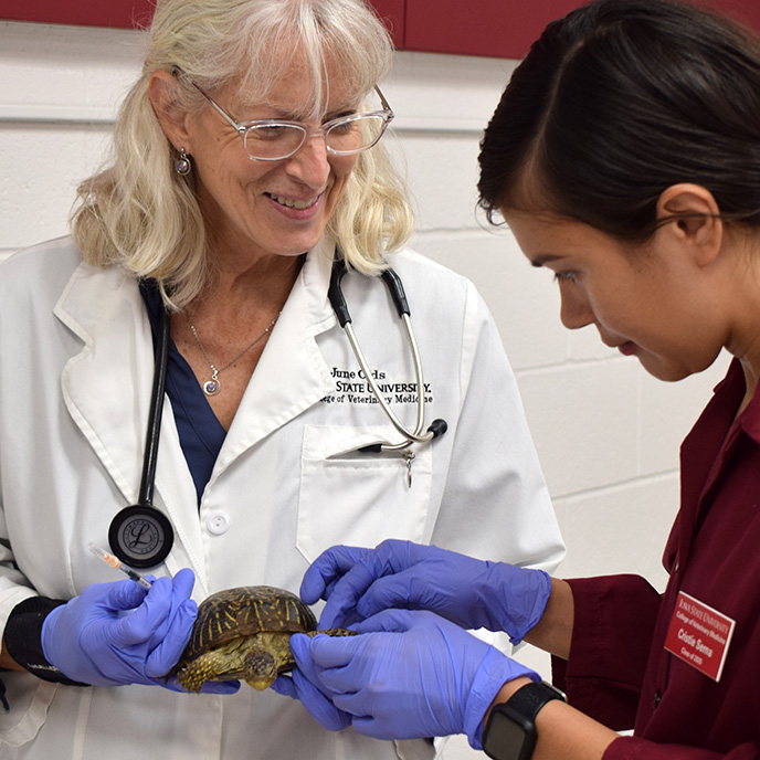 Dr. Olds examining turle with veterinary student