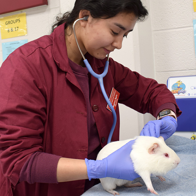 Veterinary student examining hamster