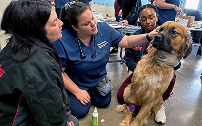 ISU CVM Shelter Medicine examining canine patient at Fort Dodge Clinic