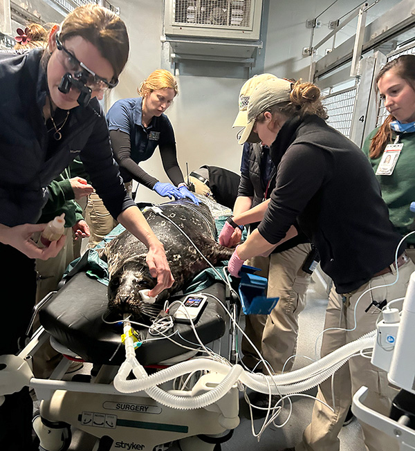 seal receiving treatment