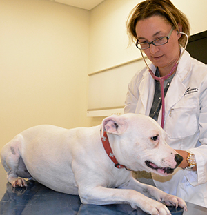 Dr. Karin Allenspach examining dog