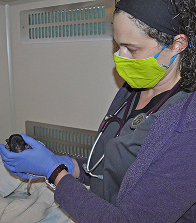 ICU veterinarian holding puppy