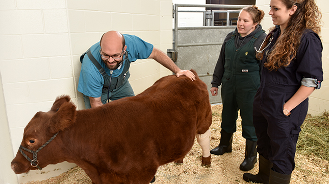 Veterinarian and students examining calf