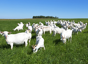 goats in pasture