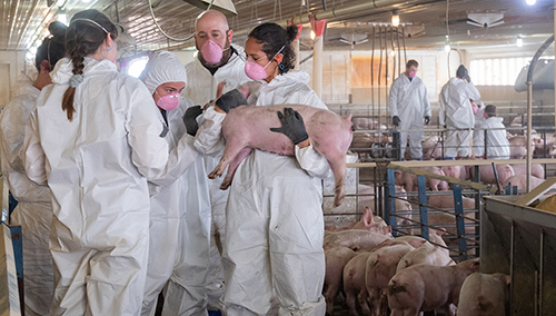 Dr. Locke Karriker examining swine with students