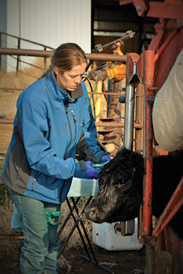 Dr. Erica Koller examining cow