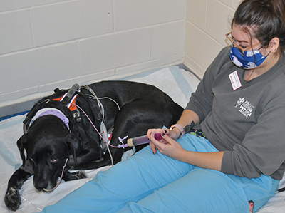 Ruthie the dog receiving care from student