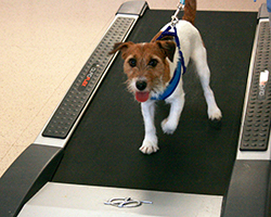 canine treadmill
