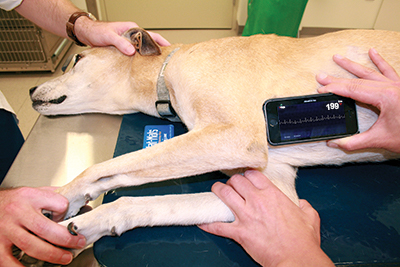 how is an ekg done on a dog