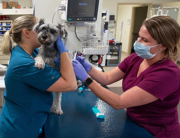 dog receiving care in ICU