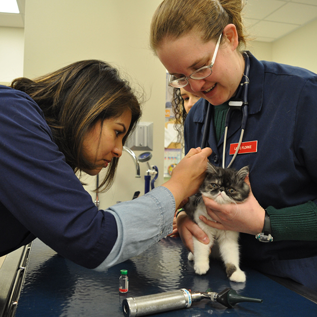 shelter medicine students treating cat