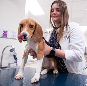 Clinician examining dog