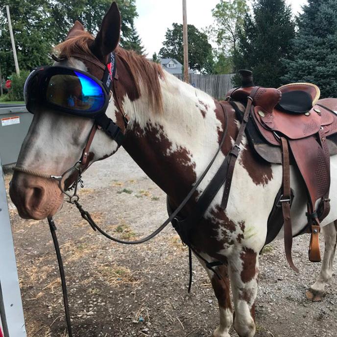 Firecracker the horse wearing goggles