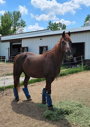 Baker horse standing in pasture