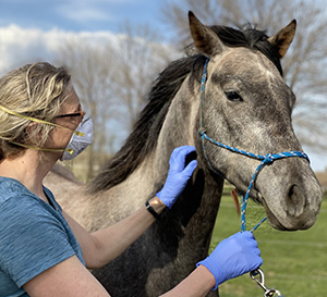 Dr. Sponseller examining horse in the field.