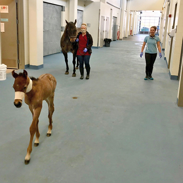 equine flooring