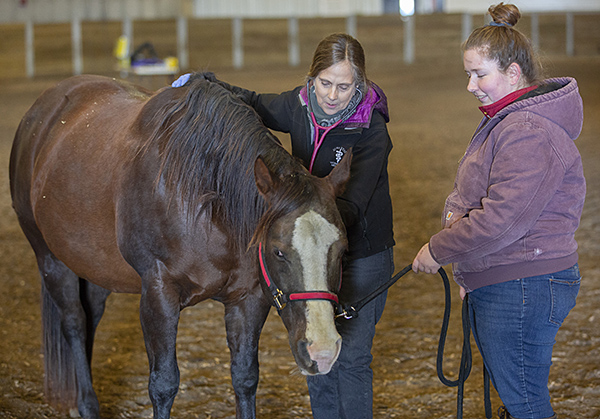 Dr. Joan Howard examining horse