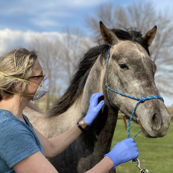 Dr. Sponseller examining horse