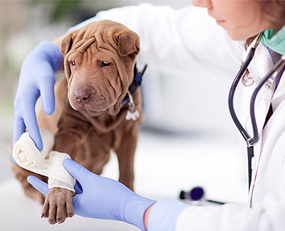 Puppy with injured paw