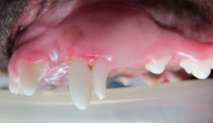 Persistent deciduous canine tooth