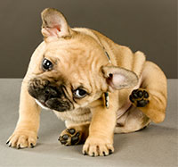 Scratching french bulldog puppy