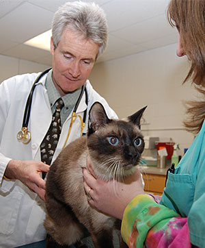 Dr. Jergens exams feline patient