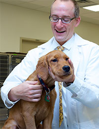 Dr. Palerme examining canine patient.