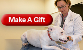 Small Animal Internal Medicine Excellence Fund make a gift button