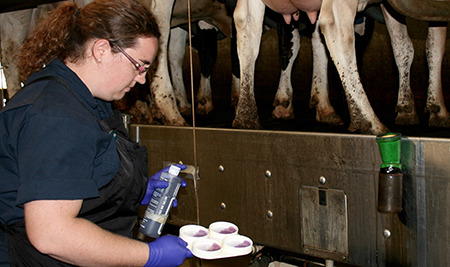 Dairy Veterinary Internship Program