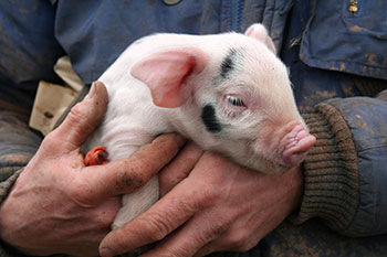piglet in farmer's arms