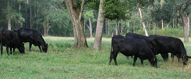 dairy cow