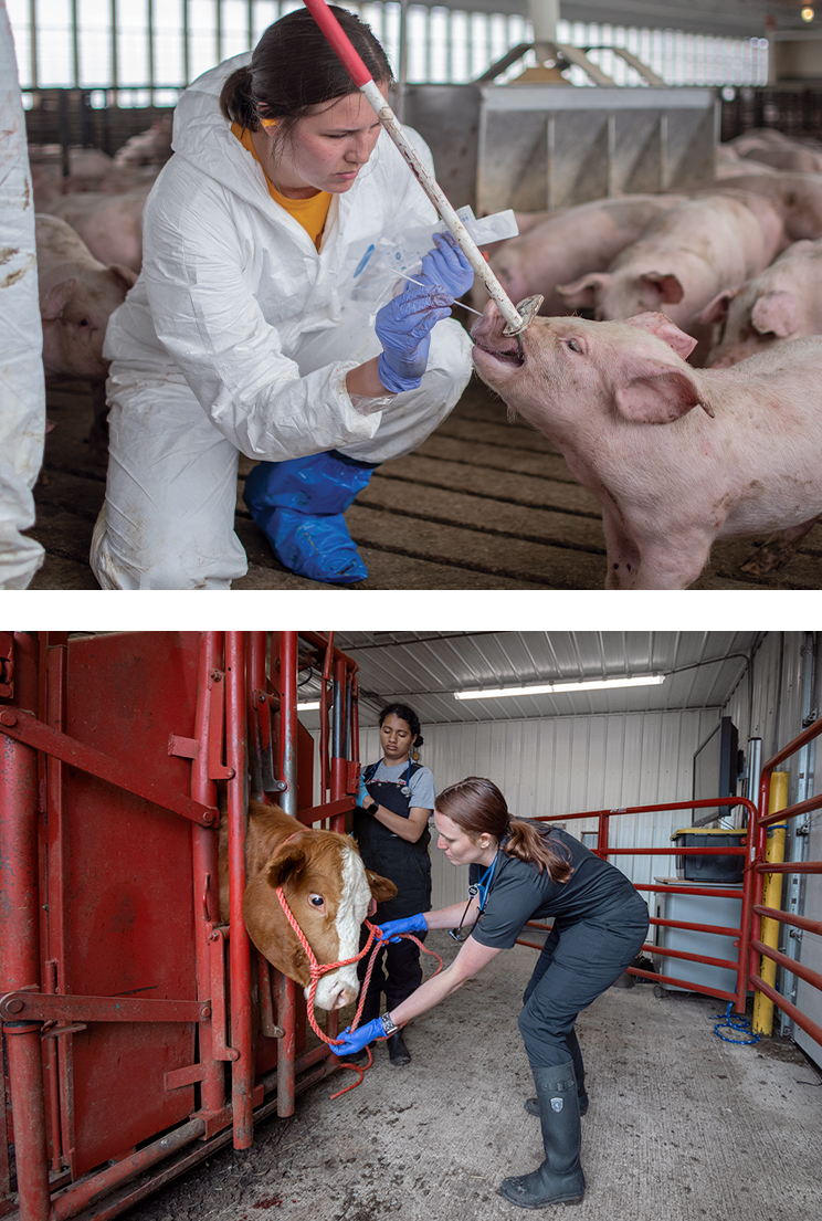 Production Animal Medicine Focus | Iowa State University
